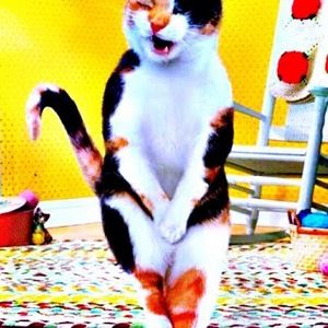 Meet your Posher, Phillip